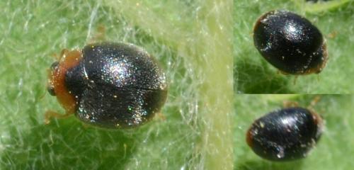 Scymnus auritus